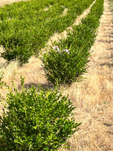 Load image into Gallery viewer, Buxus microphylla var japonica 'Winter Gem' 18-24"