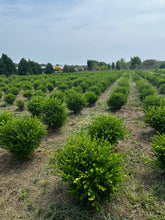 Load image into Gallery viewer, Buxus microphylla var japonica 'Winter Gem' 18-24"