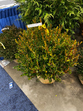 Load image into Gallery viewer, Buxus microphylla var japonica 'Winter Gem' 18-24"