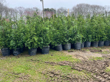 Load image into Gallery viewer, Thuja 'Green Giant'