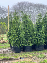 Load image into Gallery viewer, Thuja 'Green Giant'