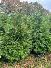 Load image into Gallery viewer, Thuja 'Green Giant'