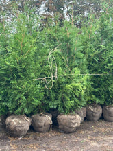 Load image into Gallery viewer, Thuja 'Green Giant'
